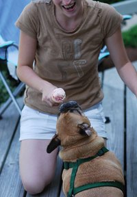 Taking care of your dog means having the right restraints for exercise.