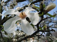 The magnolia is one flower that symbolizes dignity.