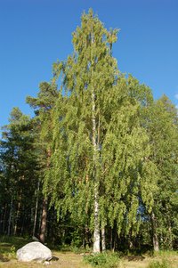 The American birch tree lives for hundreds of years.