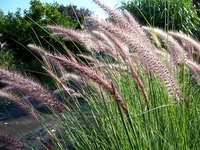 Tall grasses add ornamental value to gardens with poor soils.