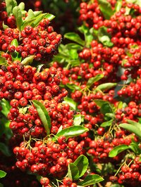 Holly bushes are susceptible to environmental stress and fungus problems.
