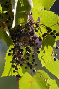 Grapevines provide privacy and bountiful fruits.