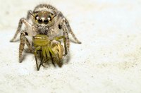 Some spiders in the Netherlands can be dangerous.