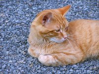 Stray cats remain abundant in New York state.
