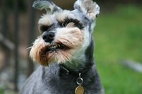 Sometimes, the schnoodle can inherit the schnauzer's tendency to nip.