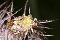 Chinch bugs suck out the sap of plants and grasses.