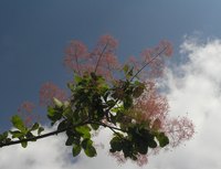 Cotinus coggygria can be grown into trees or bushes with proper pruning.