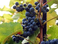 Valiant is a cold hardy grape with excellent juice and makes an interesting wine.