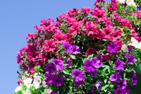 Petunias come in nearly every color imaginable.