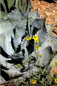 Agave plants have sharp edges.