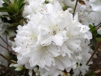 A healthy, rust-free azalea plant