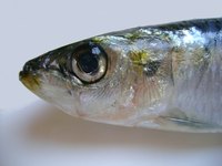 Sardines are a good source of nucleic acids.