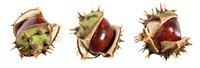 Horse chestnuts may also help relieve menstrual cramps, cough and enlarged prostate.