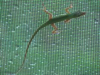 Add screens to a porch to keep bugs out.