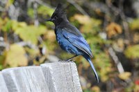 Blue birds are very territorial birds.
