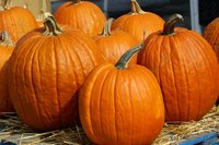Pumpkins are the close kin of zucchini, gourd and squash.