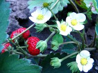 Protect your red, juicy strawberries with a variety of strategies.