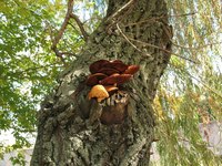 Mushrooms on a living tree indicate damage or disease.