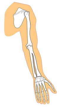 A recreated shoulder ball joint has many applications.