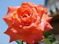 Pinata rose