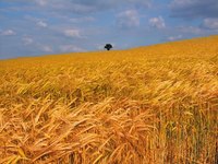 Start a firm to trade commodities.
