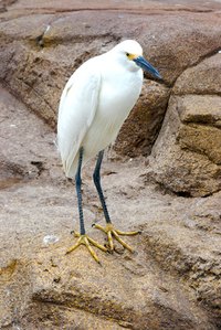 Birds have unique calls and songs.