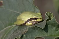 Putting a frog house in your yard will attract frogs to it.