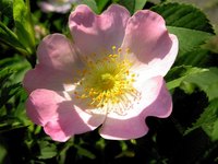 Roses have particular needs and drop their leaves if not met.