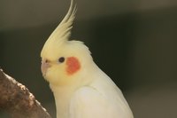 Feather mites can cause severe damage in birds.