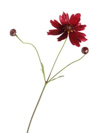 The Ruby Red is a popular variety of perinneal coreopsis.