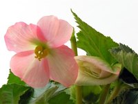 Healthy, pest-free begonia flower
