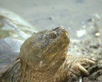 Snapping turtles have a strong bite.