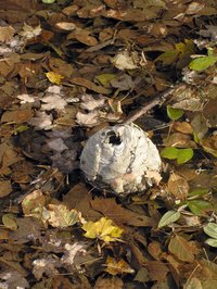 Bee's nests can be problematic if located in an area of human activity.