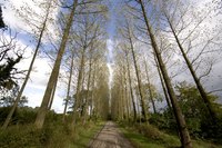 Poplar trees grow quickly and can be harvested for firewood.