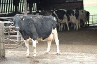 An average cow can yield hundreds of pounds of meat.
