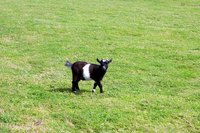 A local goat farm is an ideal place to get manure to compost.