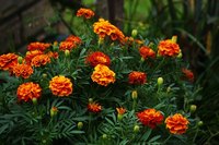 Marigolds are a common garden flower.