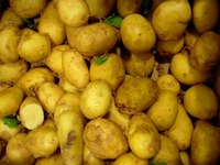 Farmers carefully manage the potato crop throughout the season.