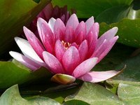 Water lilies add beauty to ponds but can also bring danger.