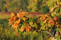 The poison ivy plant contains urushiol, a protein that combines with the proteins on our skin and causes allergic dermatitis and rashes that are red, painful and itchy.