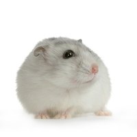 Dwarf hamsters have a short gestation period.