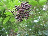 Elderberries are the basis for jams, jellies, juices and liqueurs.