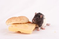 Rodent pests can carry diseases into your home and contaminate food.