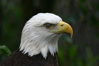 Give a gift to a new Eagle Scout.