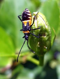 Asian Longhorned Beetles bore deep into trees and lay their eggs.