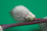 Blue willow stem and bud