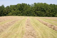 Hay rakes move the hay into small windrows for efficient baling.