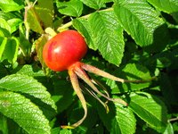Rose hips take roughly six months to mature.