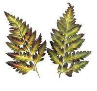 Sword fern is nontoxic but can still cause allergic reactions in some people.