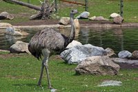 Emu oil is extracted from the fatty back of the emu bird of Australia.